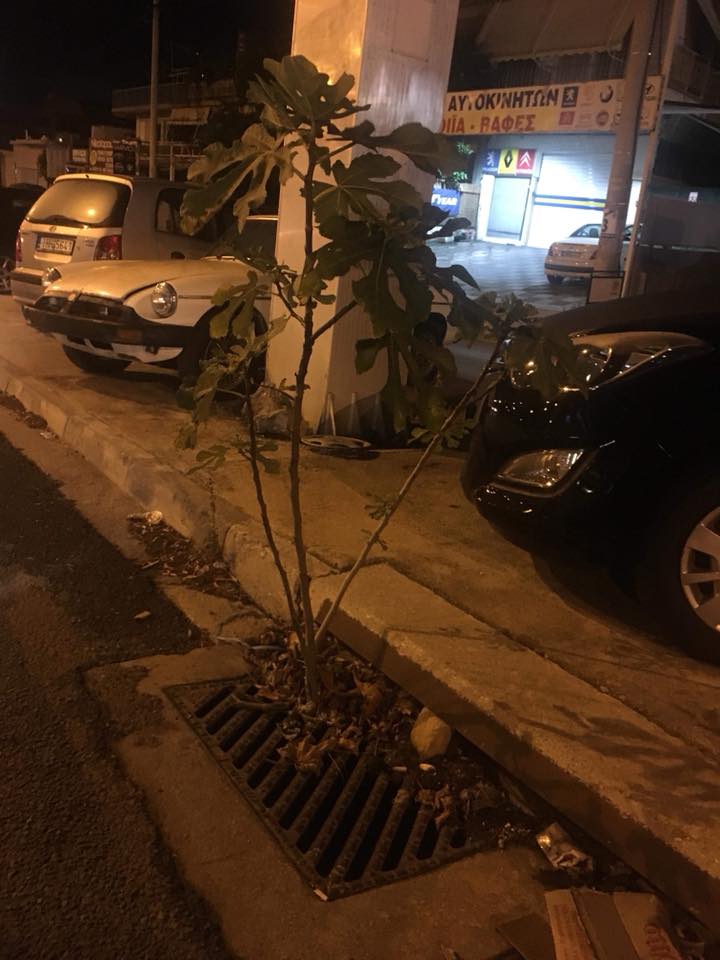 Δέντρα βγαίνουν από τα ακαθάριστα φρεάτια του Ηρακλείου!